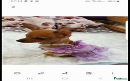 Chihuahua dogs for sale: Chihuahua puppies for sale  - Advert 9