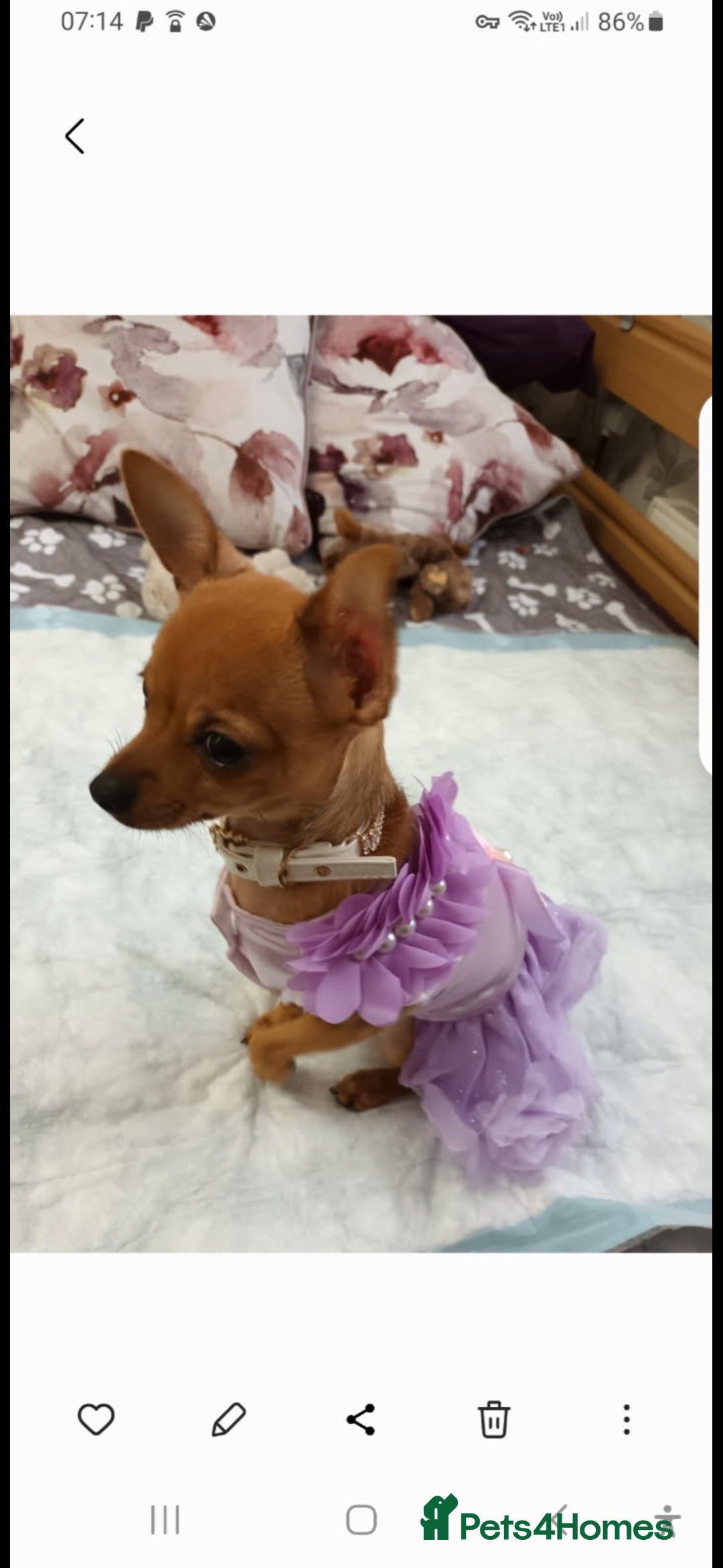 Chihuahua dogs for sale: Chihuahua puppies for sale  - Advert 9