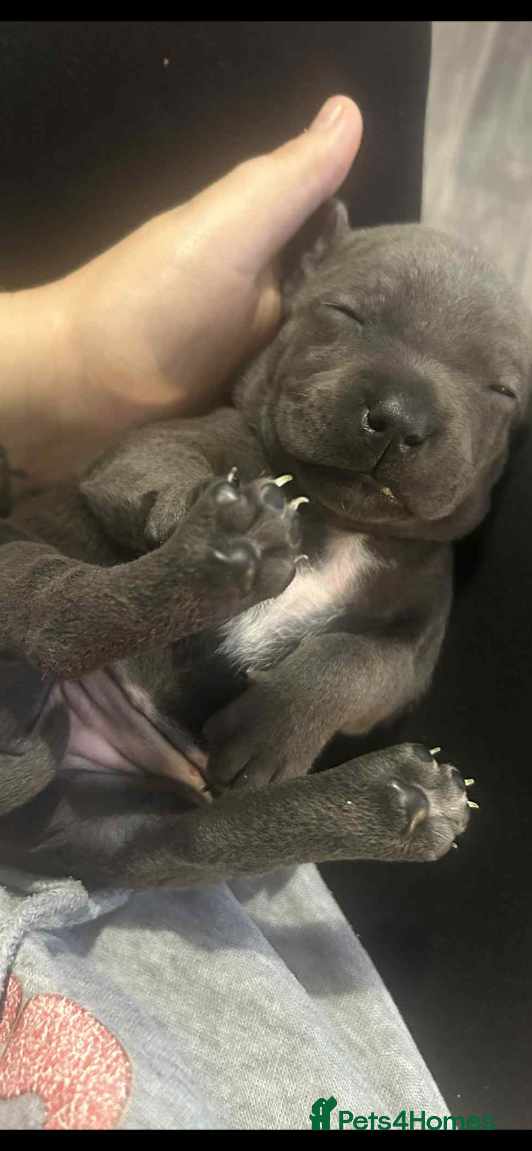 Staffordshire Bull Terrier dogs for sale: Beautiful blue staff puppies  - Image 23