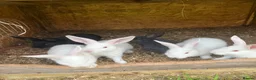 New Zealand rabbits for sale: Rabbits for sale very nice and very friendly with  - Advert 9