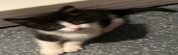 Mixed Breed cats for sale: 4 females availble in Bristol - Advert 2