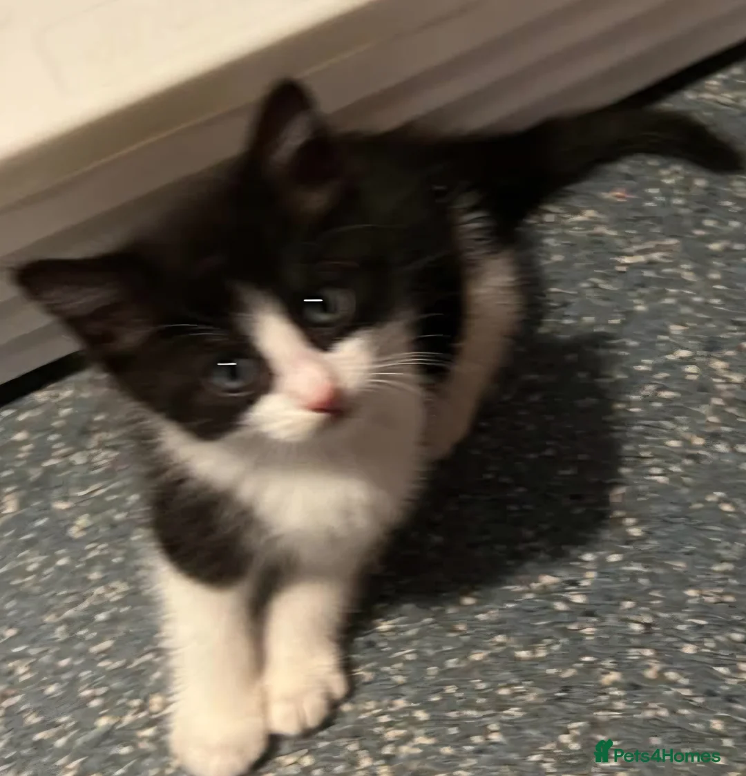 Mixed Breed cats for sale: 4 females availble in Bristol - Advert 2