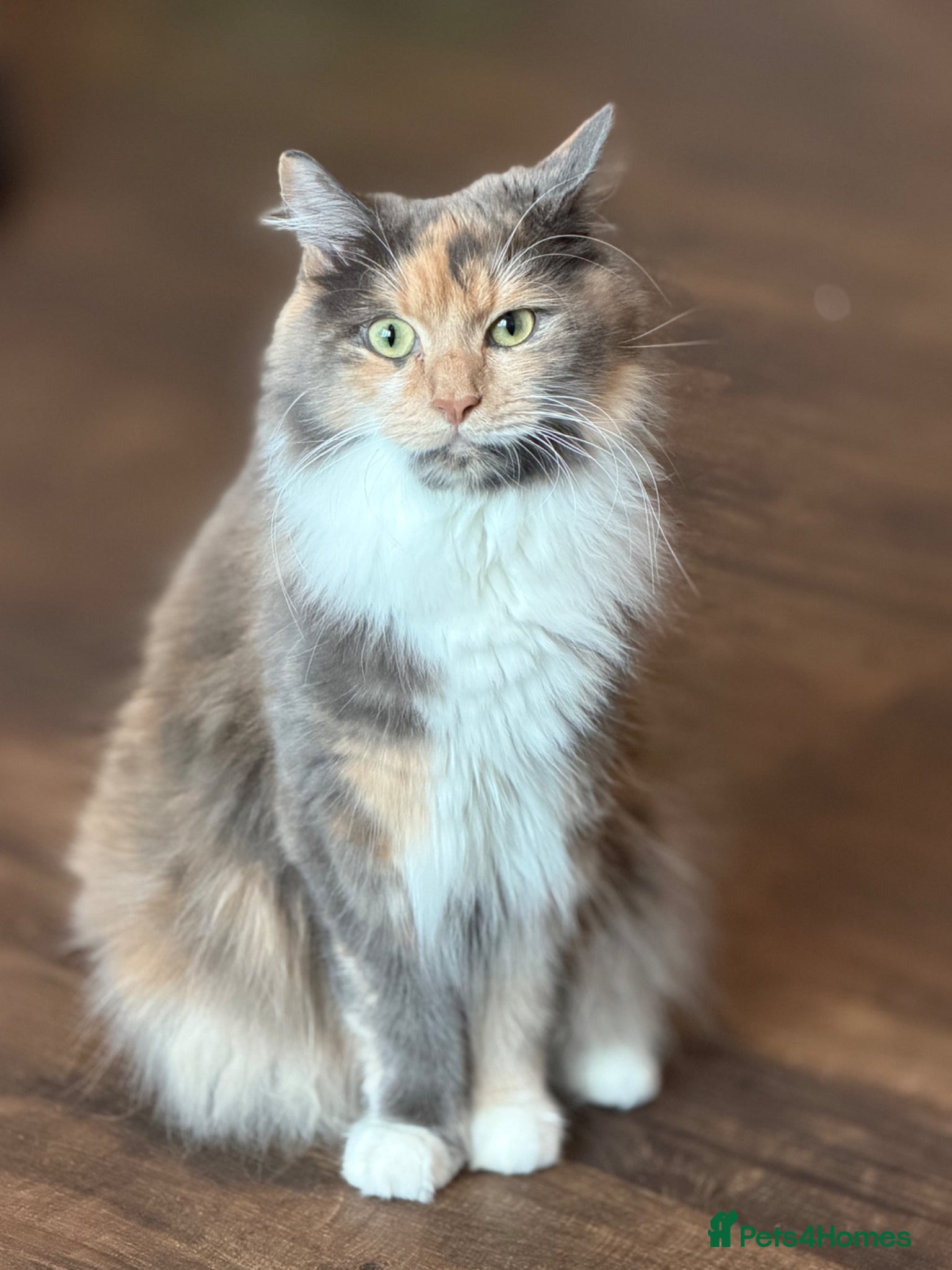 Mixed Breed cats Beautiful Mixed Breed Kitties 🐾 - Advert 1