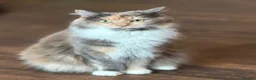 Mixed Breed cats for sale: Beautiful Mixed Breed Kitties 🐾 - Advert 1