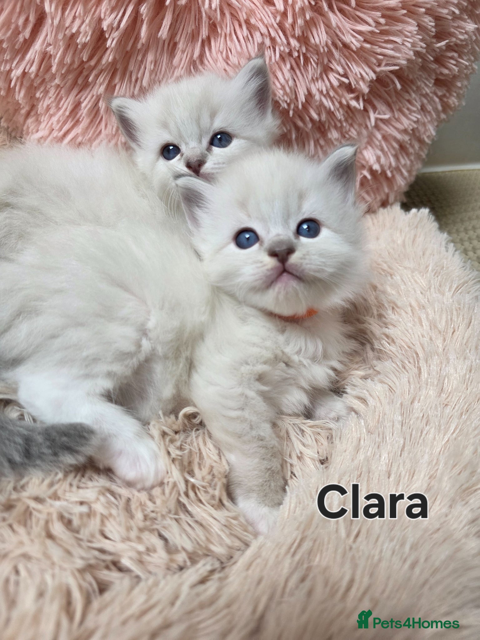 Ragdoll cats 😻Beautiful GCCF Registered Ragdoll Kittens😻 - Advert 1