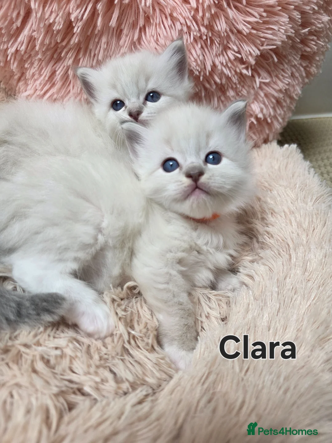 Ragdoll cats for sale: 😻Beautiful GCCF Registered Ragdoll Kittens😻 - Advert 1