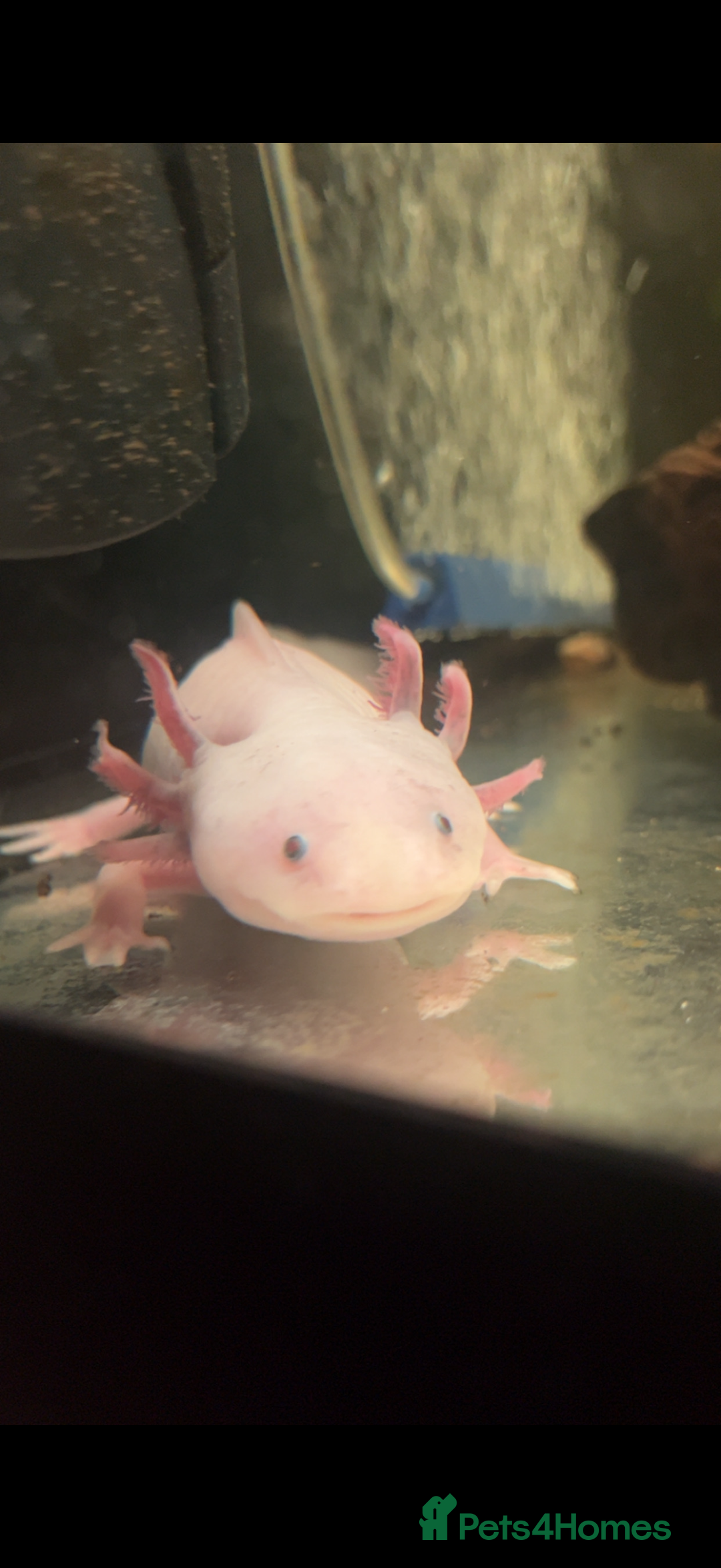 Axolotl reptiles for sale: 2 axolotls and full set up  - Advert 2