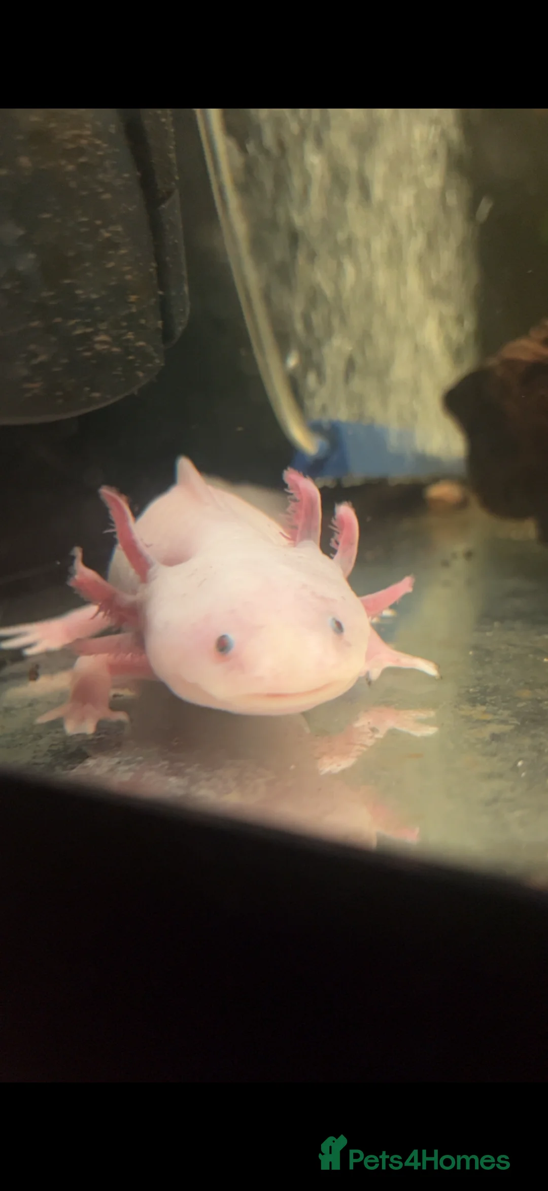 Axolotl reptiles for sale: 2 axolotls - Advert 2