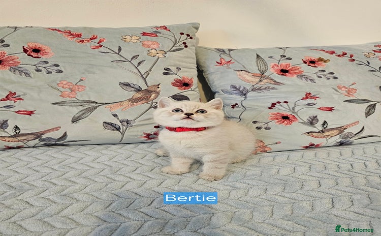 British Shorthair cats - Advert 13