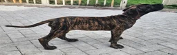 Great Dane dogs for sale: ONLY 1 GIRL LEFT-BRINDLE GREAT DANES-FULLY VAX'D - Advert 7