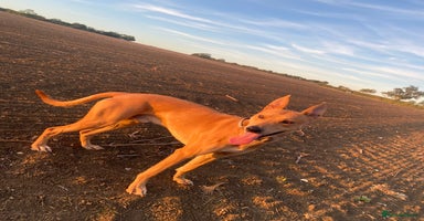 Lurcher dogs - Advert 2