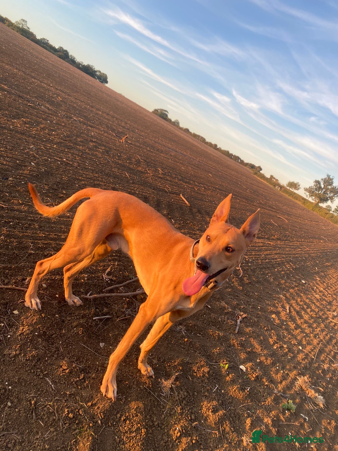 Lurcher dogs for sale: 2 male lurcher pups  - Image 3
