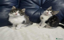 Maine Coon cats for sale: Adorable kittens mixed Maine Coon - Image 1