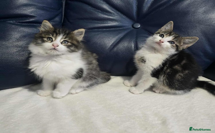 Maine Coon cats - Advert 14