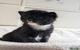 Mixed Breed cats for sale: Beautiful babies  - Image 1