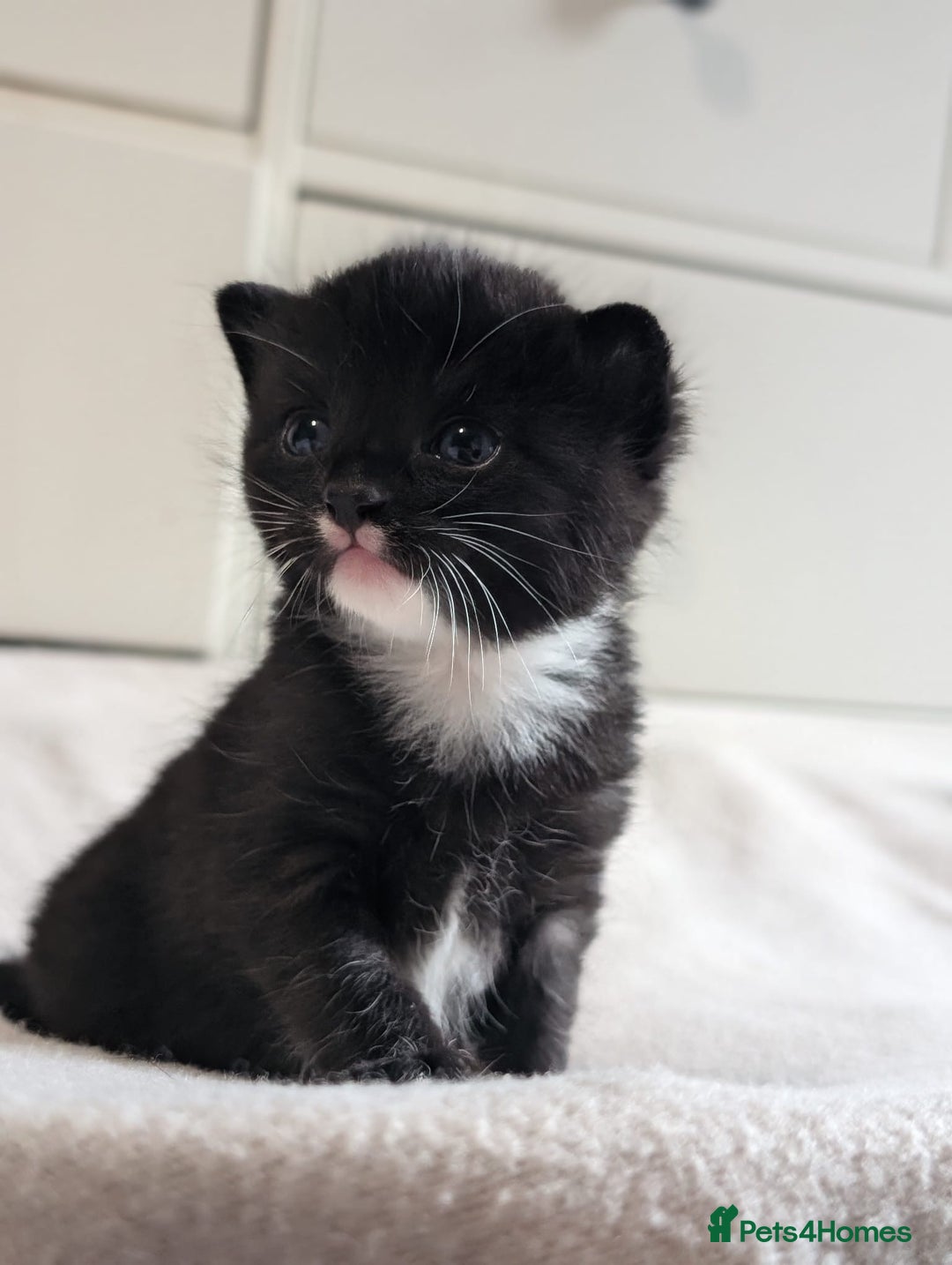Mixed Breed cats for sale: Beautiful babies  - Image 1