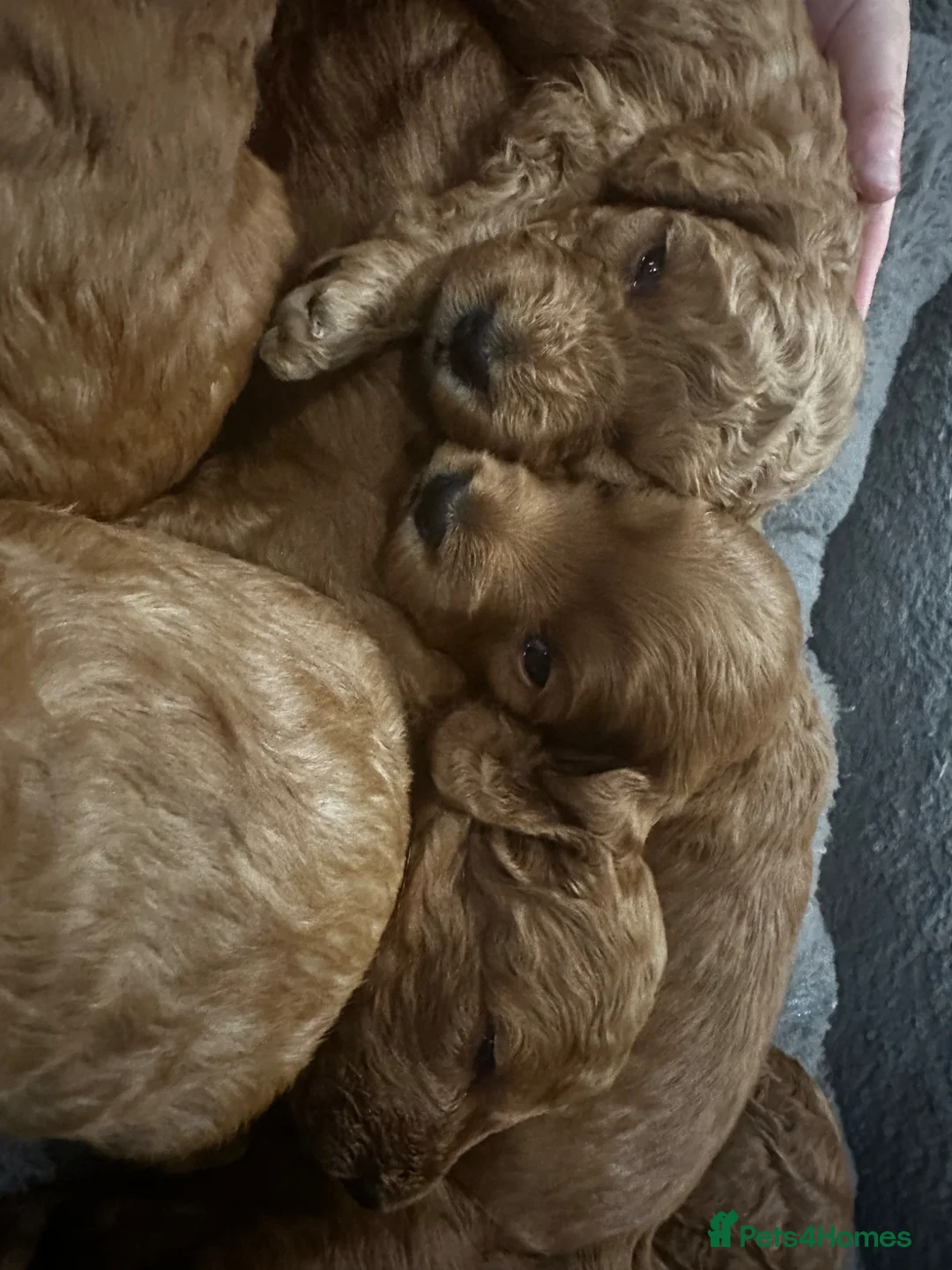 Cavapoo dogs for sale: Cavapoo Puppies 1 Left - Advert 2