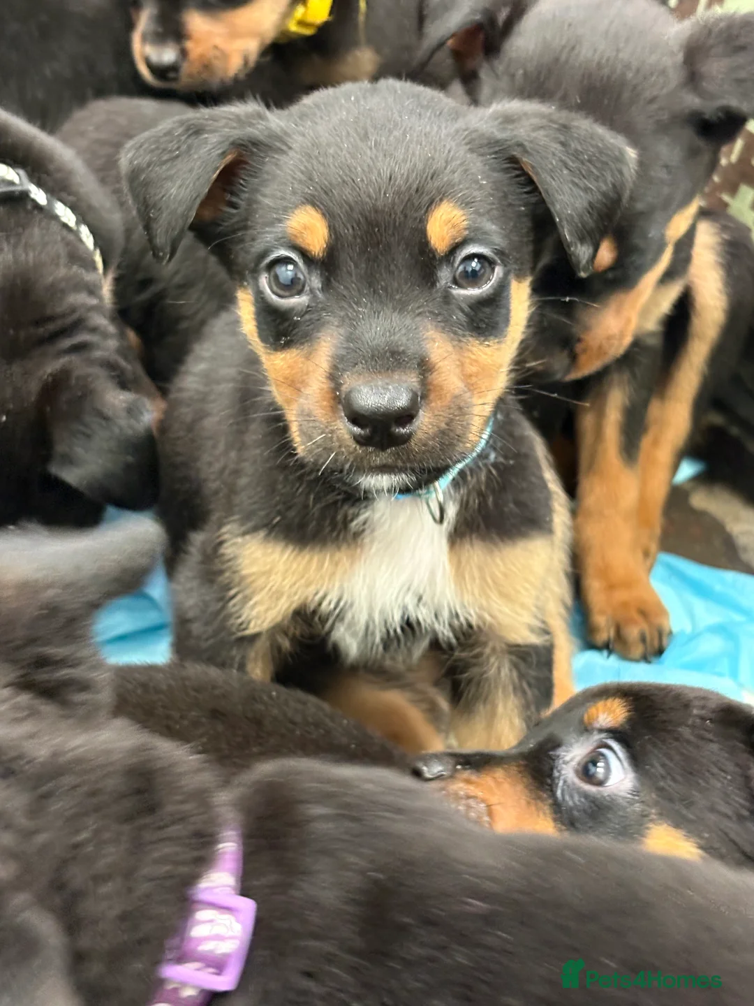 Rottweiler dogs for sale: Rottweiler puppies, only 2 girls left! Ready now  - Advert 33