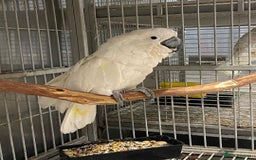 Parrots birds for sale: Tamed Parrots, African Greys and more - Image 4