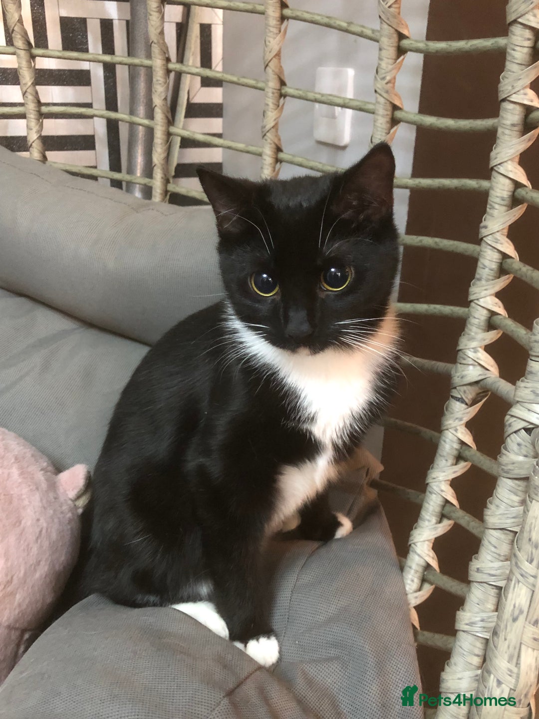 Domestic Shorthair cats for sale: 2 kittens looking for their forever home - Advert 4