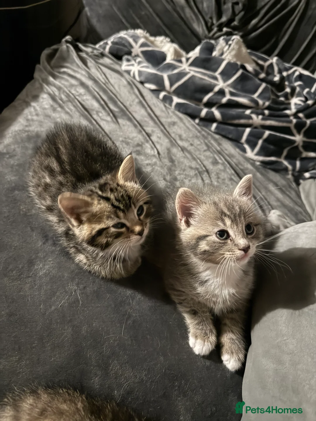 British Shorthair cats for sale: UNIQUE BRITISH SHORT HAIRS  - Advert 27