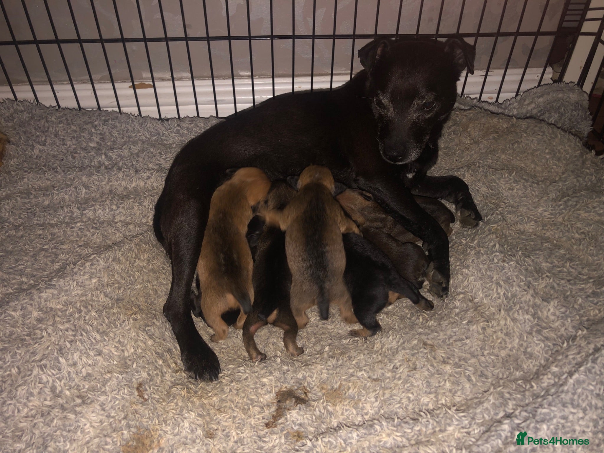Patterdale Terrier dogs Patterdale puppies - Advert 4