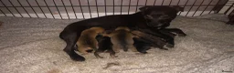 Patterdale Terrier dogs for sale: Patterdale puppies in Bishop Auckland - Advert 1