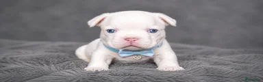 French Bulldog Puppy 1