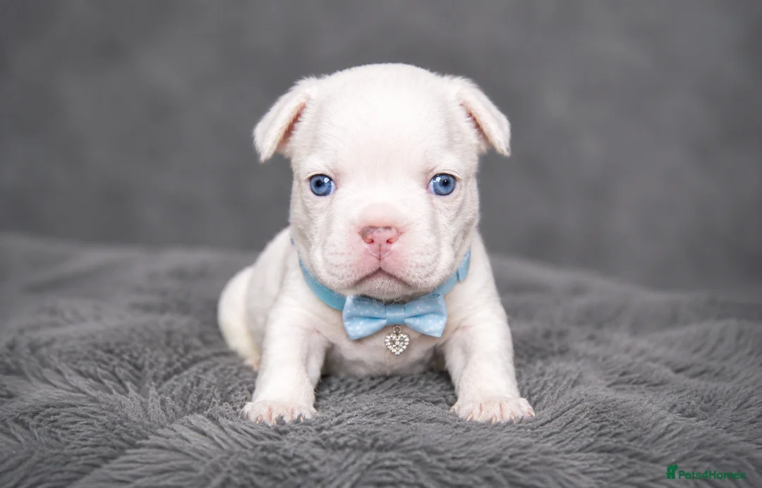 French Bulldog dogs for sale: ✨ Stunning French Bulldog Puppies Available ✨ in Bromsgrove - Advert 7