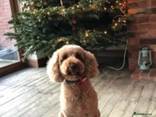 Cockapoo dogs miniature poodle for stud in Alford - Advert 18