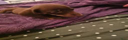 Dachshund dogs for sale: 5 beautiful puppies available - Advert 15