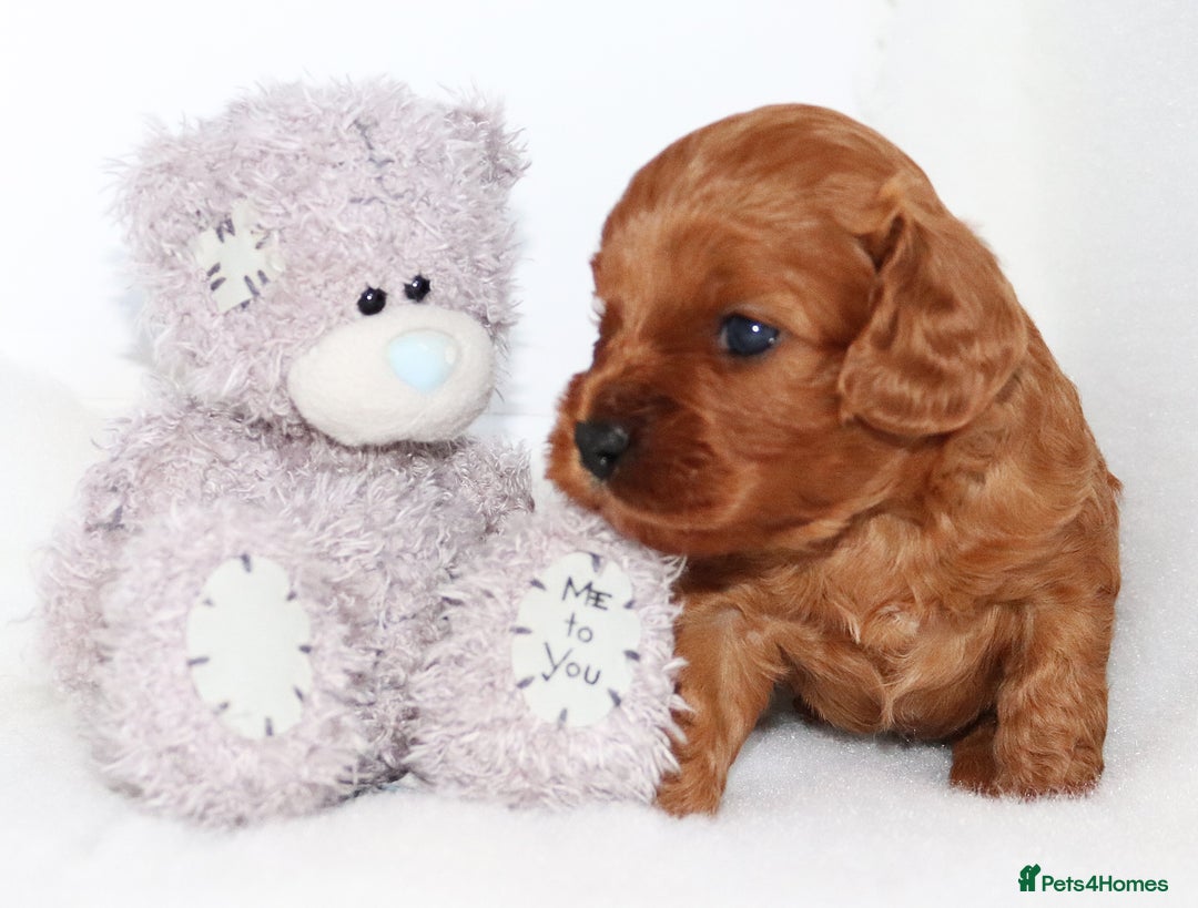 Cavapoo dogs for sale: Welcome to Cotswold Cavapoos - Advert 7