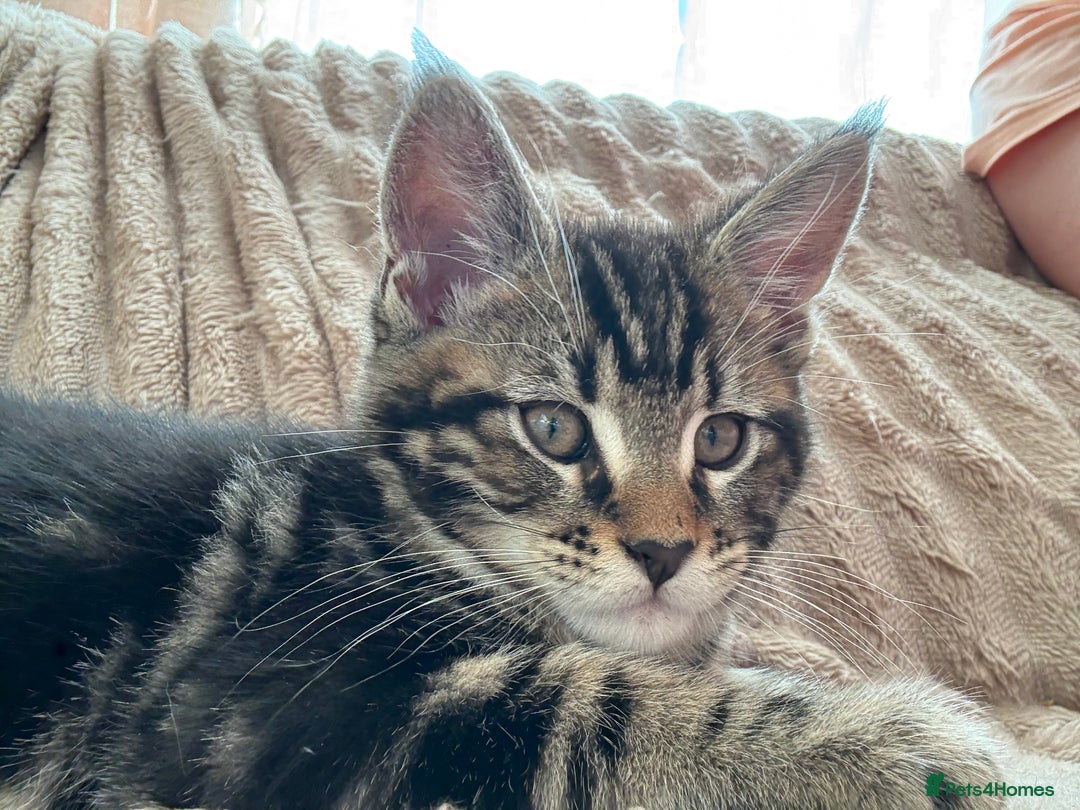Maine Coon cats for sale: Maine Coon Kittens — Fluffy, Friendly - Advert 12