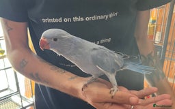 Ringnecks birds for sale: Hand Reared Baby Ringneck’s  - Image 7