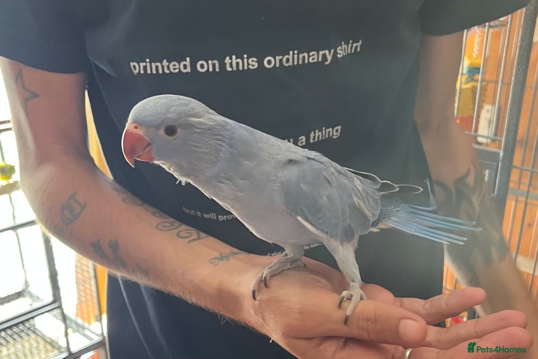 Ringnecks birds for sale: Hand Reared Baby Ringneck’s  - Image 7