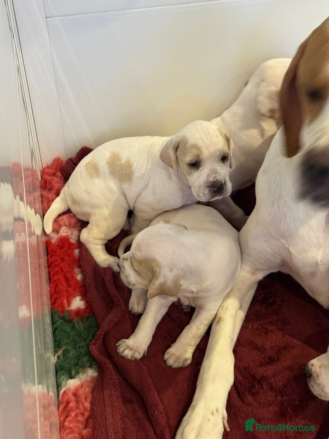 Pointer dogs for sale: Beautiful litter of Top Quality Pointer Puppies - Advert 4