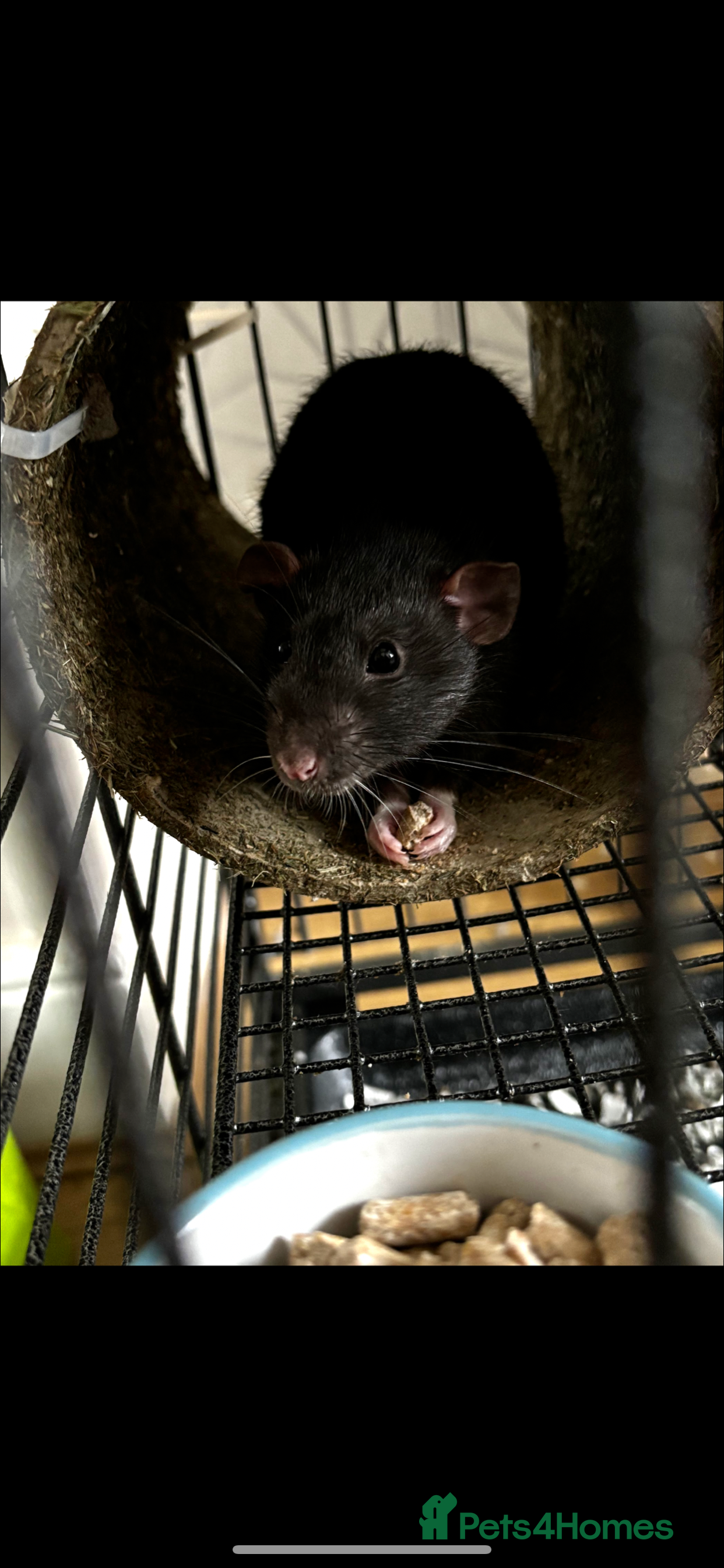 Rat rodents 2 Pet rats looking for a new home - Advert 19