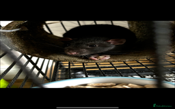 Rat rodents for sale: 2 Pet rats looking for a new home - Image 1