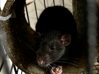 Rat rodents - Advert 4