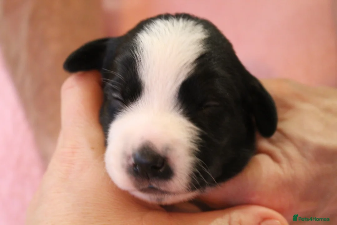 Sprollie dogs for sale: Intelligent & Affectionate Sprollie Puppies  - Advert 17