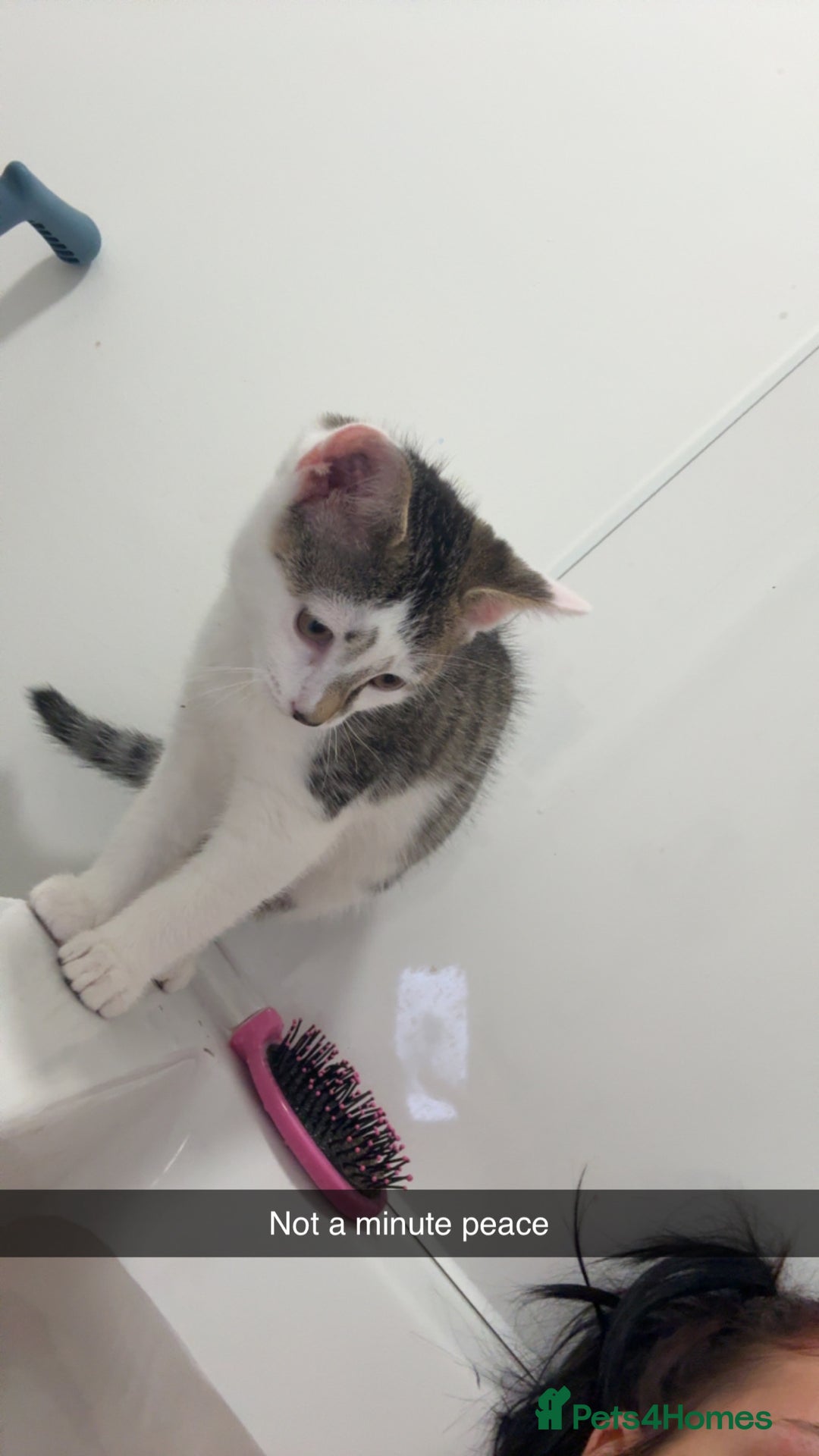 Mixed Breed cats for sale: 2 male kittens - Advert 7