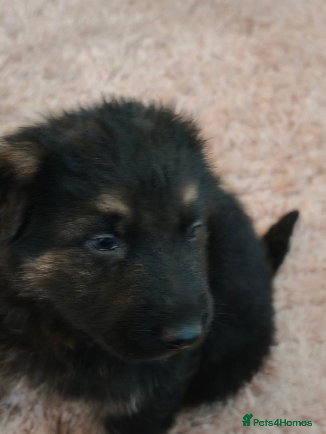 German Shepherd dogs for sale: German Shepherd Puppies - Advert 15