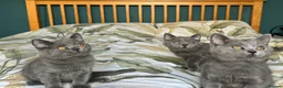 British Shorthair cats for sale: Beautiful British Shorthair kittens  - Advert 2