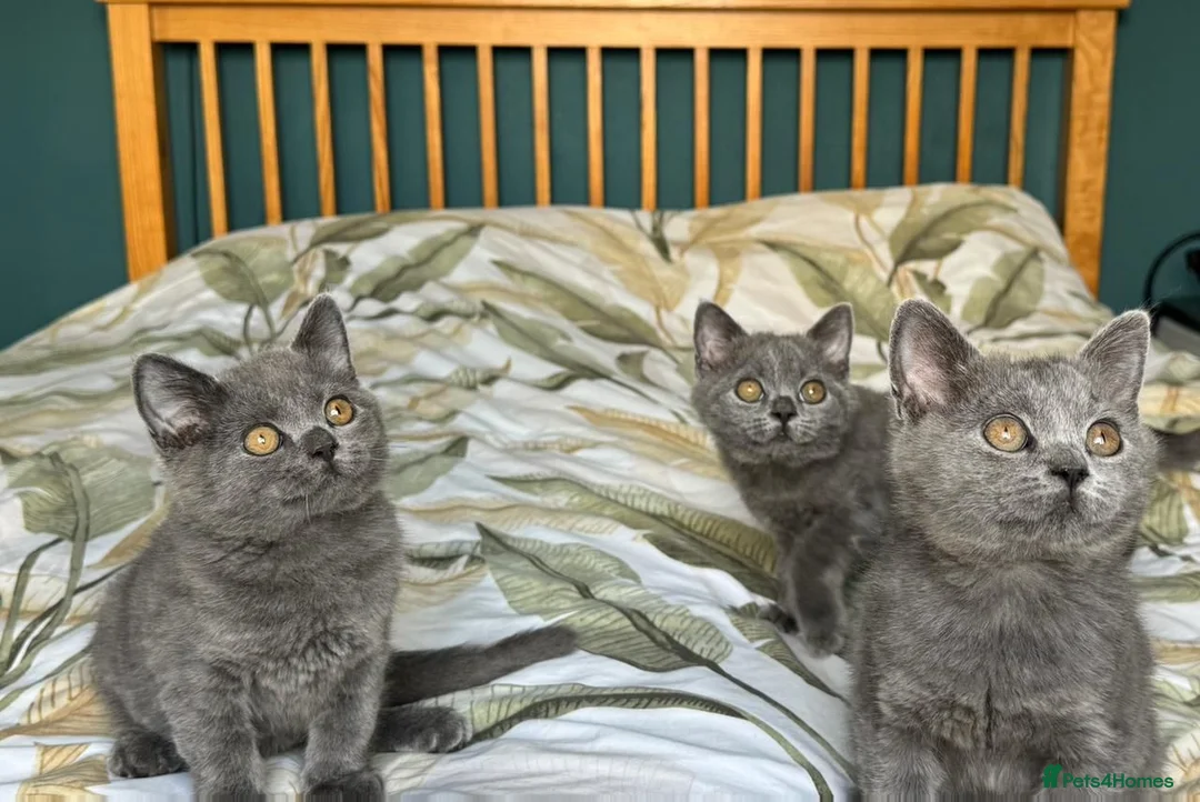 British Shorthair cats for sale: Beautiful British Shorthair kittens  - Advert 2