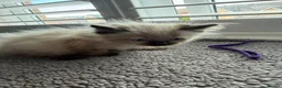 Ragdoll cats for sale: Beautiful ragdoll kittens Parents DNA tested & -ve - Advert 29