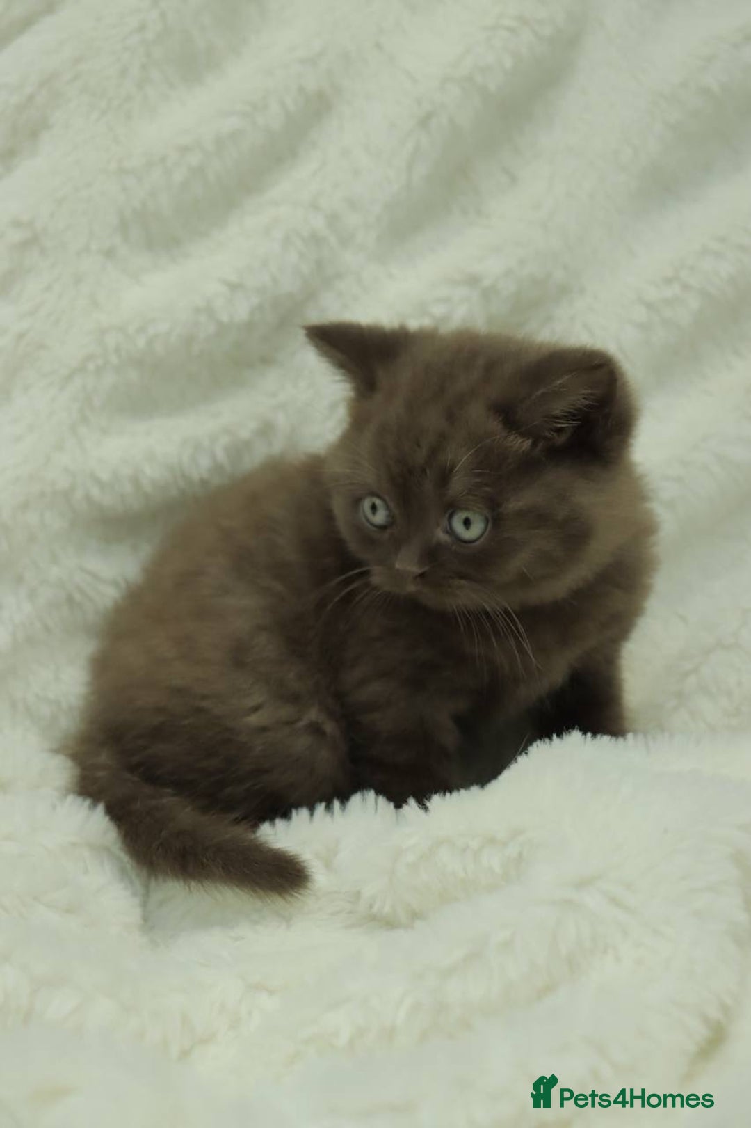 British Shorthair cats for sale: Stunning BHS Champions blood lines kittens  - Advert 29