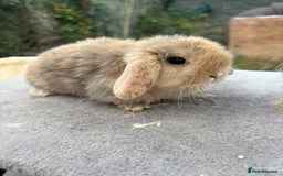 Mini Lop rabbits for sale: Mini Lop bunnies  - Image 3