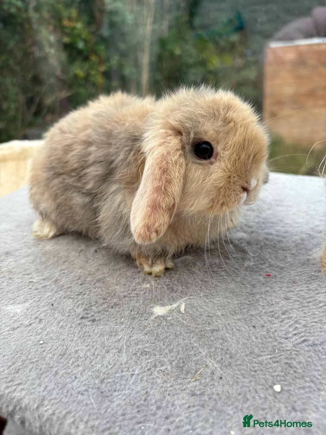 Mini Lop rabbits for sale: Mini Lop bunnies  - Image 3