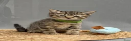 British Shorthair cats for sale: British shorthair mix (5 kittens ready to go) - Advert 22