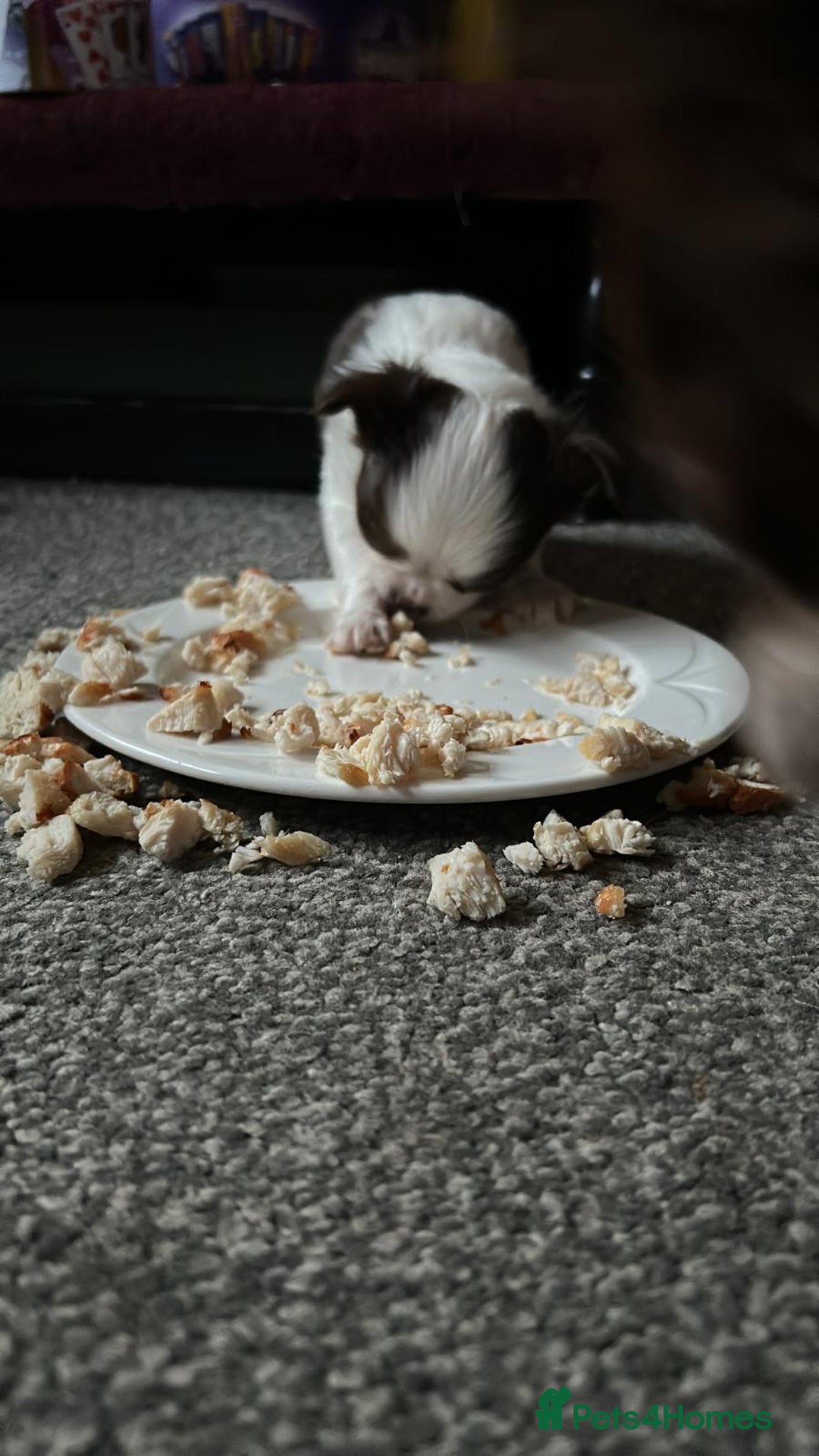 Chihuahua dogs for sale: Chihuahua teacup - Image 31